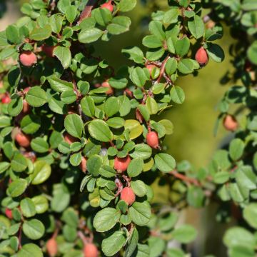 Cotoneaster procumbens Streibs Findling - Kruipende dwergmispel