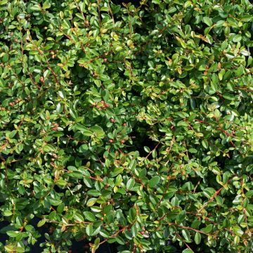 Cotoneaster suecicus Skogholm - Dwergmispel