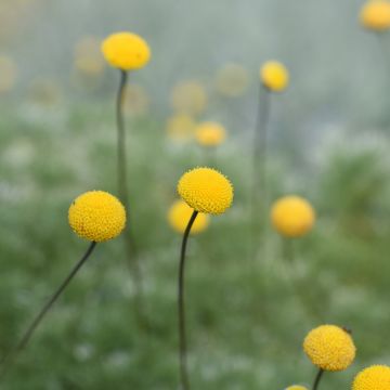 Cotula hispida - Goudknopje