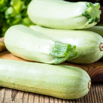 Courgette Blanche de Virginie 3