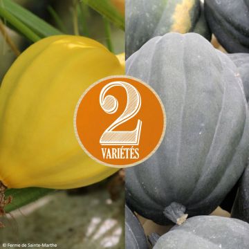 Eikelpompoen Table Gold BIO - Ferme de Sainte Marthe