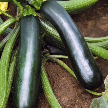 Courgette Easy Pick Green F1 (jonge planten)