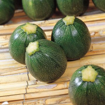 Courgette Eight Ball F1