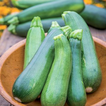 Courgette Sure Thing F1 (jonge planten)