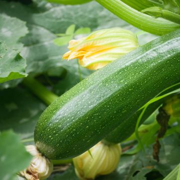 Donkergroene niet-rankende courgette BIO