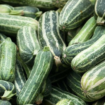 Courgette D'Italie - Vilmorin