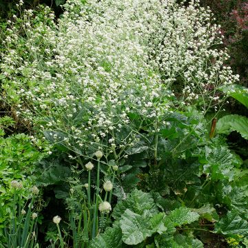 Crambe cordifolia - Bolletjeskool