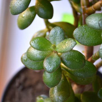 Crassula ovata Minor - Jadeplant