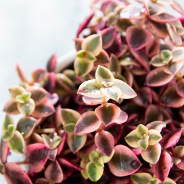 Crassula pellucida marginalis - Jadeplant