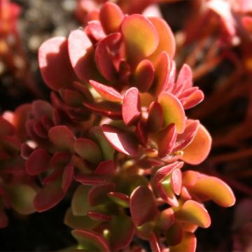 Crassula radicans Small Red - Rode vetkruid