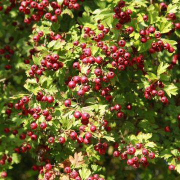 Crataegus azarolus - Azarooldoorn