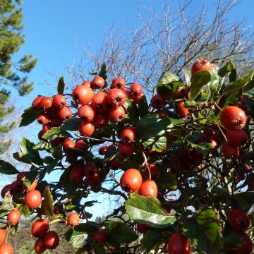 Crataegus grignonensis - Meidoorn