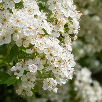 Crataegus laevigata - Tweestijlige meidoorn