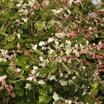 Crataegus Gireoudii - Eenstijlige meidoorn