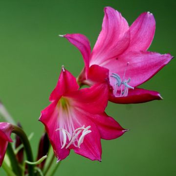 Crinum Ellen Bosanquet - Haaklelie