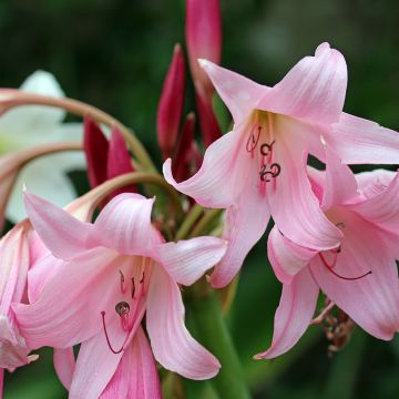 Crinum powellii Rosea - Haaklelie roze