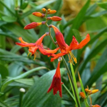Crocosmia crocosmiiflora Babylon - Montbretia