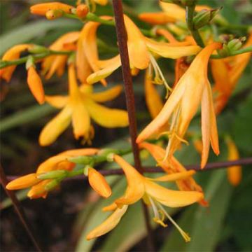 Crocosmia crocosmiiflora George Davison - Montbretia