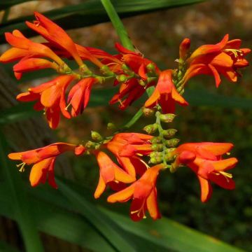 Crocosmia crocosmiiflora Météore - Montbretia