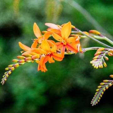 Crocosmia crocosmiiflora Zambesi - Montbretia