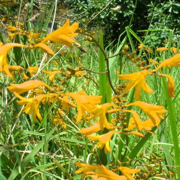 Crocosmia crocosmiiflora Norwich Canary - Montbretia