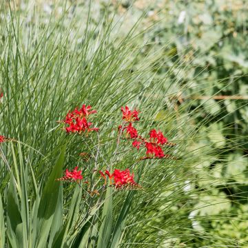 Crocosmia crocosmiiflora Philippa Browne - Montbretia