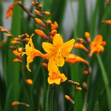 Crocosmia crocosmiiflora Columbus - Montbretia