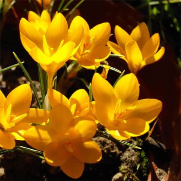 Crocus ancyrensis Golden Bunch - Ankara-krokus