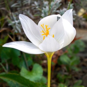 Crocus ochroleucus - Herfstkrokus