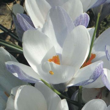Crocus chrysanthus Blue Pearl - Sneeuwkrokus