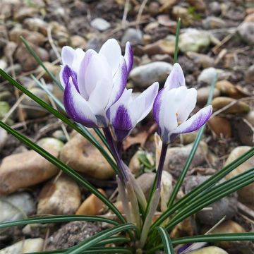 Crocus chrysanthus Ladykiller - Sneeuwkrokus