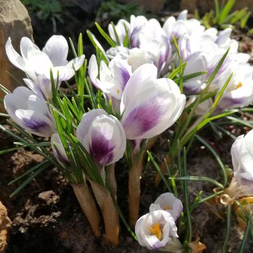 Crocus Prins Claus - Krokus