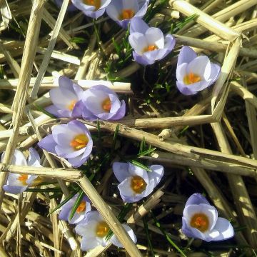 Crocus chrysanthus Zenith - Sneeuwkrokus