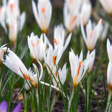Crocus fleischeri - Krokus