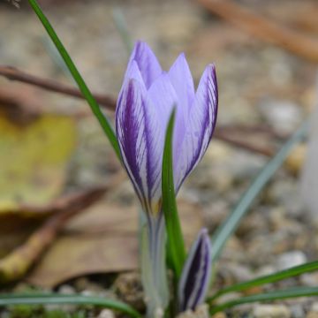 Crocus laevigatus Fontenayi - Kerstkrokus