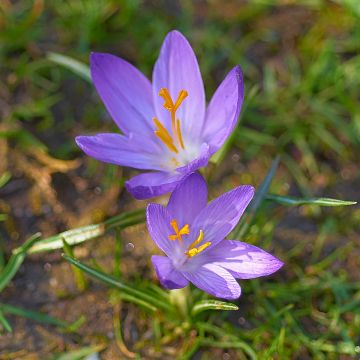 Crocus ligusticus - Herfstkrokus