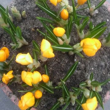 Crocus olivieri olivieri - Krokus