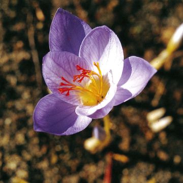 Crocus speciosus Cassiope - Herfstkrokus