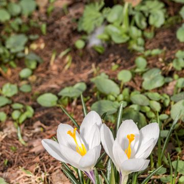 Crocus vernus subsp. albiflorus Wit - Bonte krokus