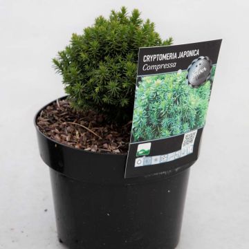 Cryptomeria japonica Compressa - Japanse cipres