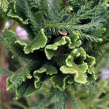 Cryptomeria japonica Cristata - Japanse cipres
