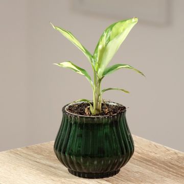 Ctenanthe Golden Mosaic - Calathea