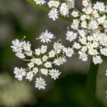 Komijn - Cuminum cyminum