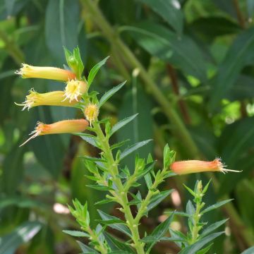 Cuphea micropetala - Sigarenplant
