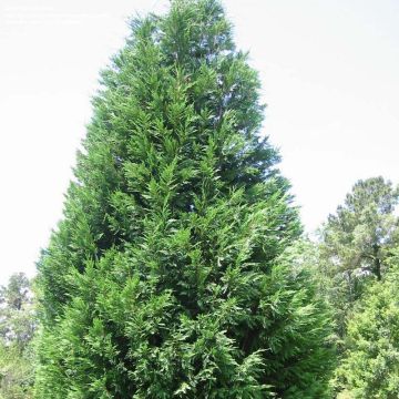 Cupressocyparis leylandii Oger - Leylandcipres