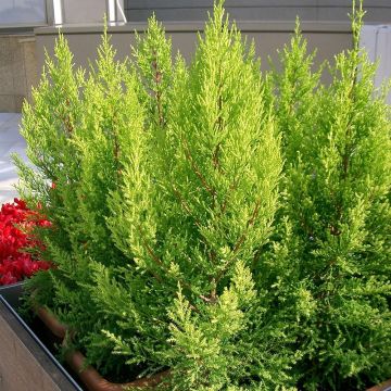 Cupressus macrocarpa Goldcrest - Kamercipres