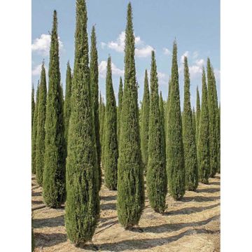 Cupressus sempervirens Garda - Italiaanse cipres