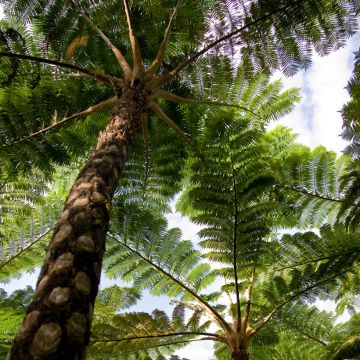 Cyathea lunulata - Boomvaren
