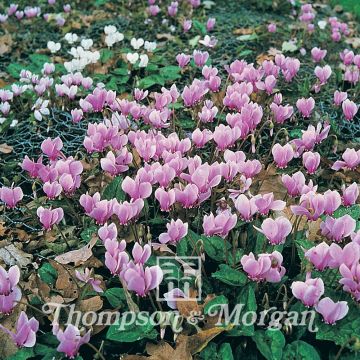 Cyclamen All The Year Round Flowering Mixed (zaad) - Alpenviooltje