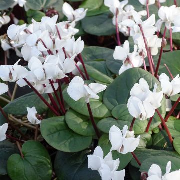 Cyclamen coum Wit groen blad - Alpenviooltje